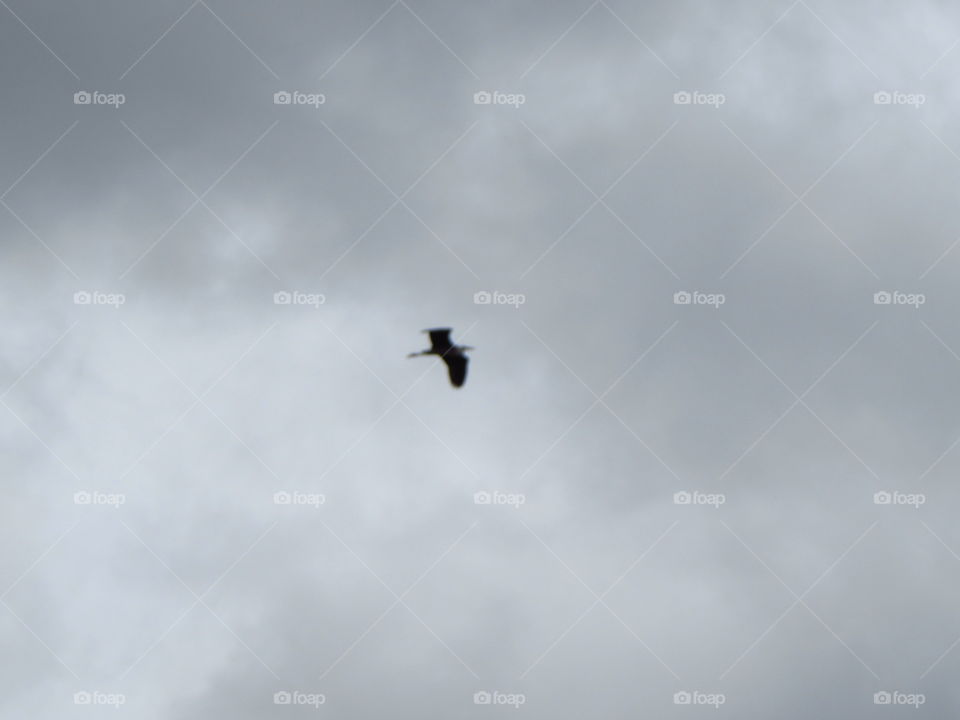 heron in flight