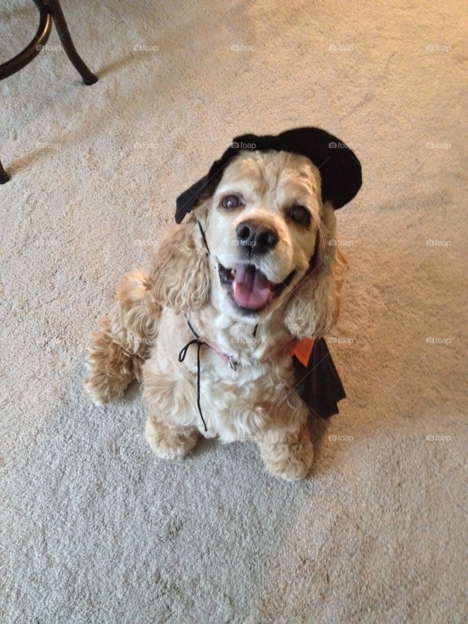 Dog in costume 