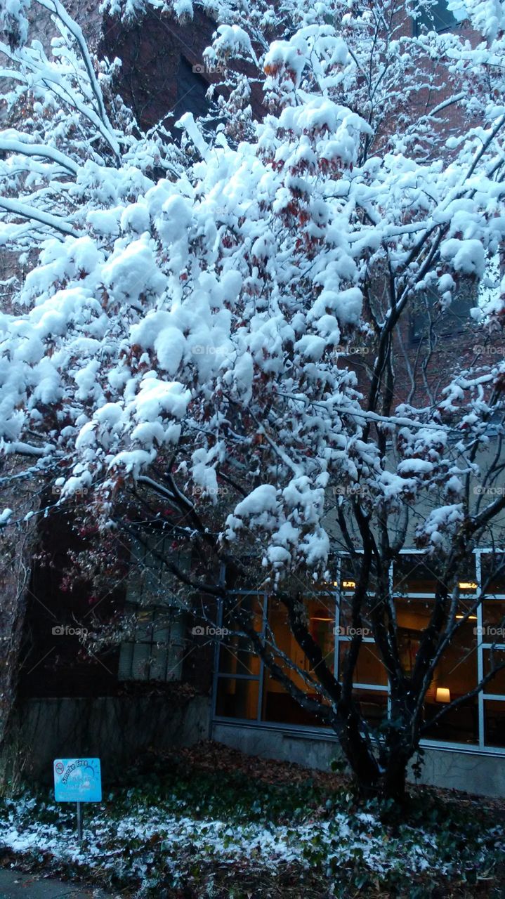 Winter, Snow, Frost, No Person, Tree