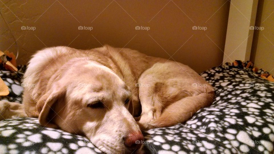 Dog Sleeping
