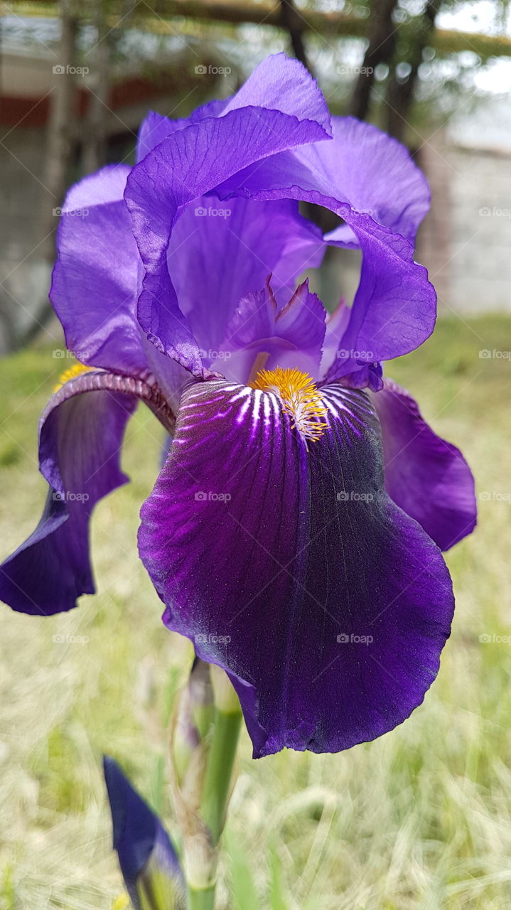 royal violet iris flower heart