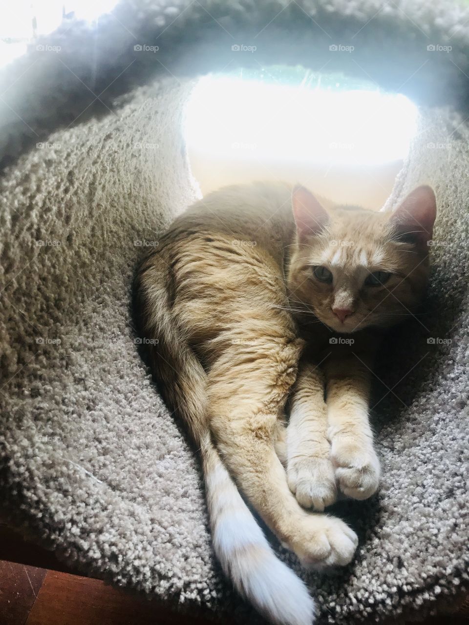 Darling little striped orange tabby cat sitting in his carpeted tunnel portion of his stand! 