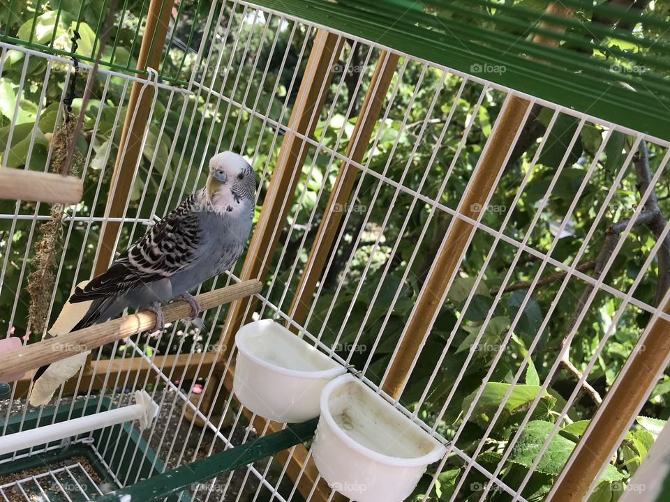 My cute little parrot Chichko Budgerigar - Budgie, enjoying summertime after his bath.