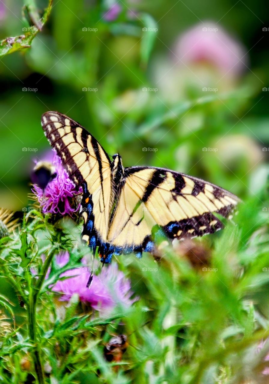 Monarch butterfly 🦋