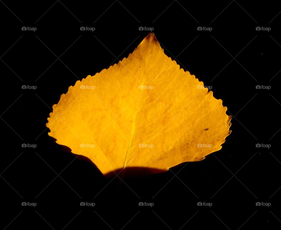 Aspen leaf