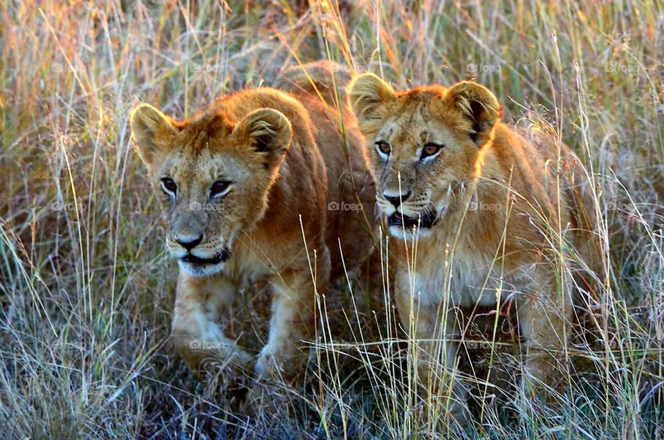 lion cubs kenya