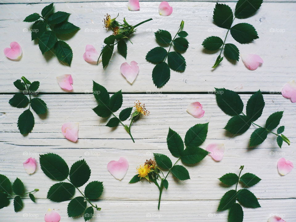 petals and leaves of wild rose on white background