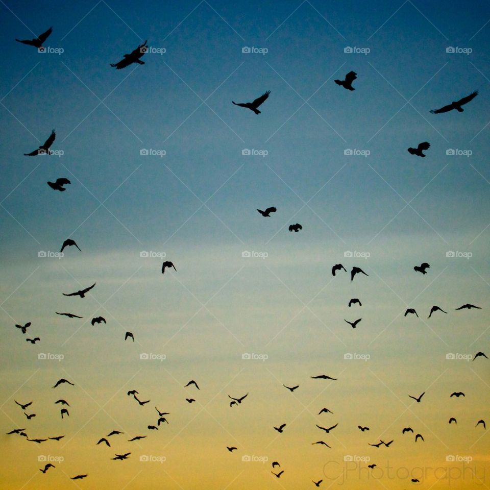 Flight of Ravens