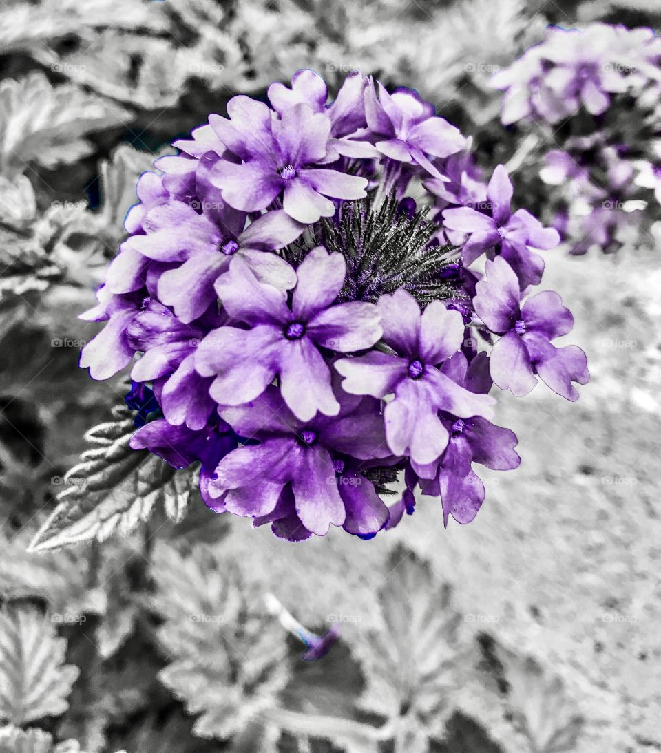 Lavender cluster flowers 