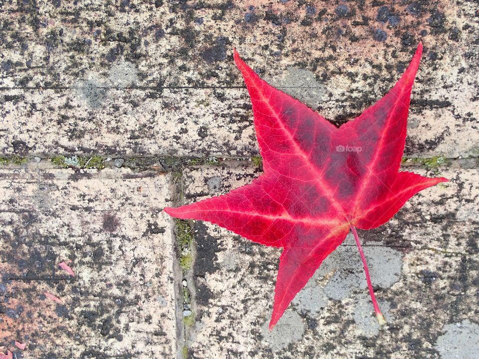 Red leaf