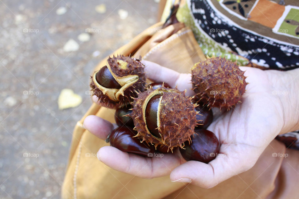 Chestnuts in a hand