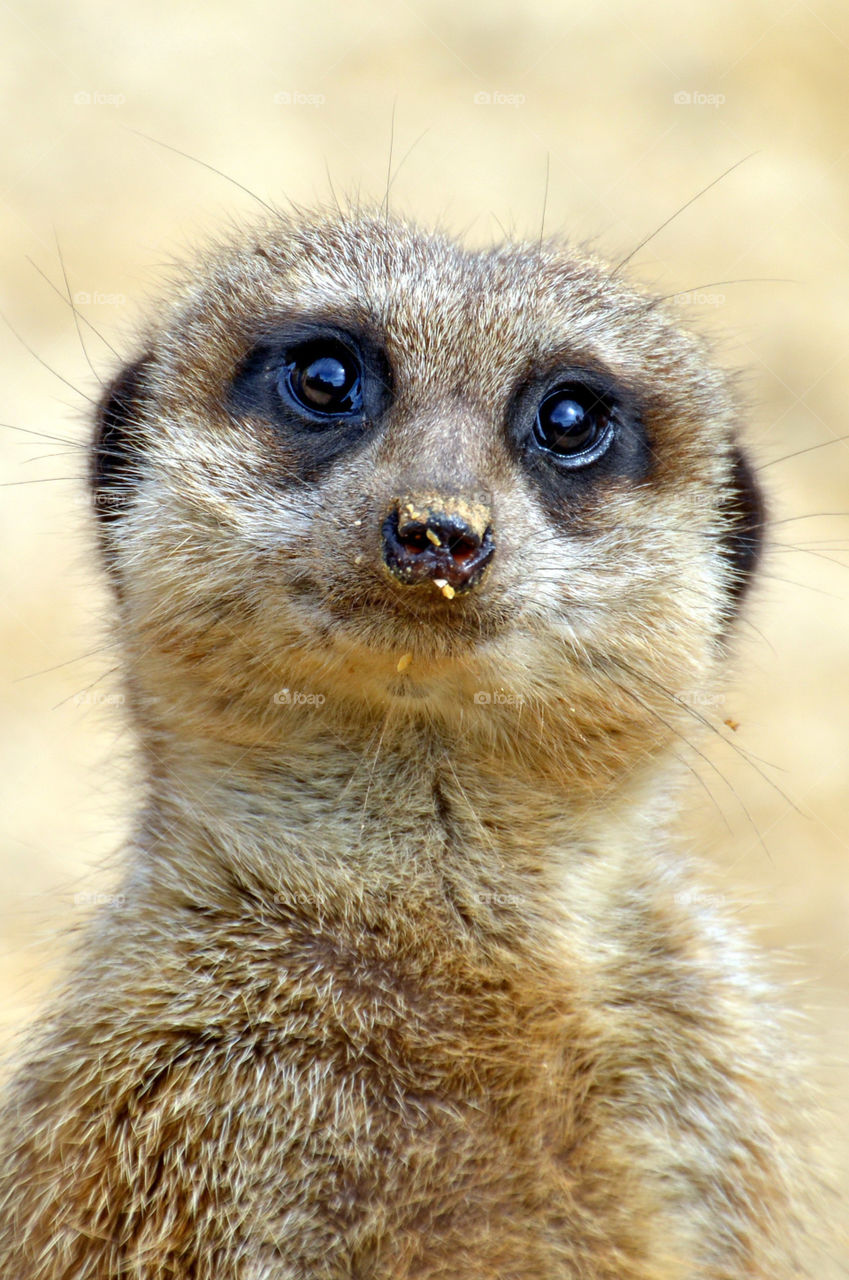 Portrait of a mongoose