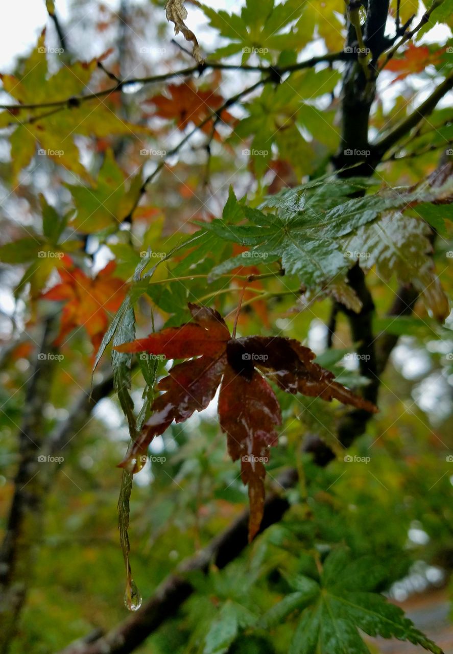 raindrops dripping from leaves in the rain.