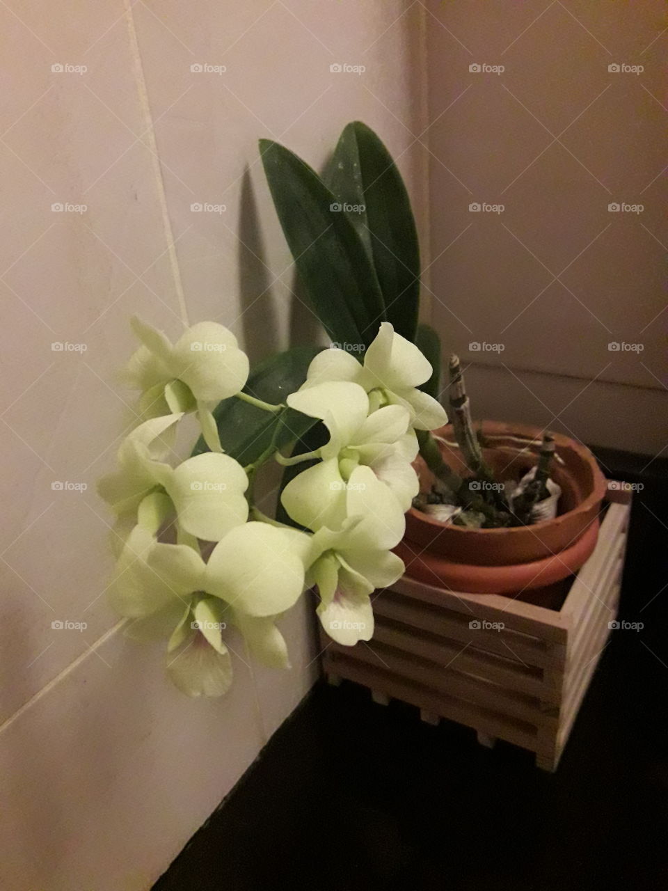 Orchid Decoration