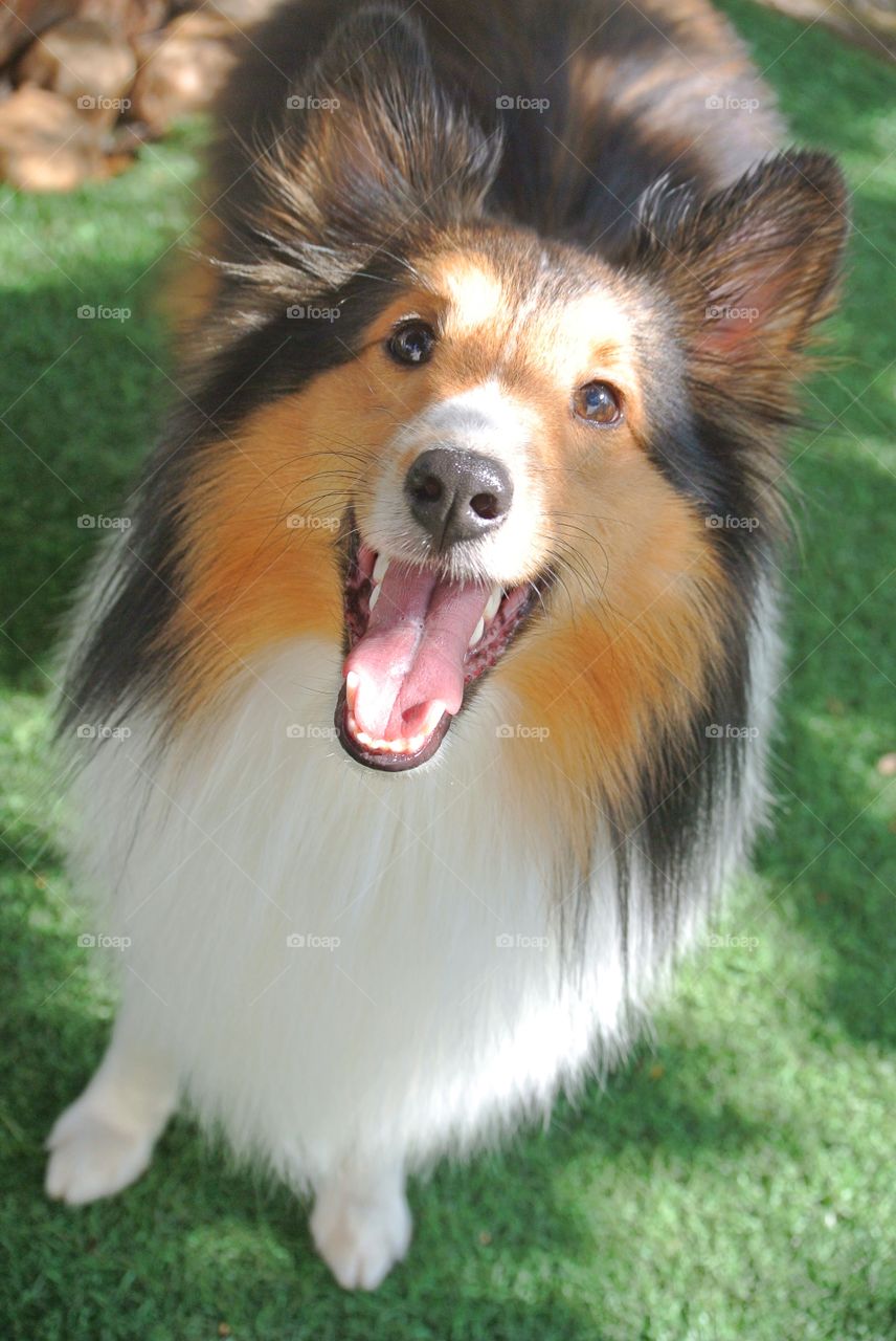 Dog looking at camera with mouth open