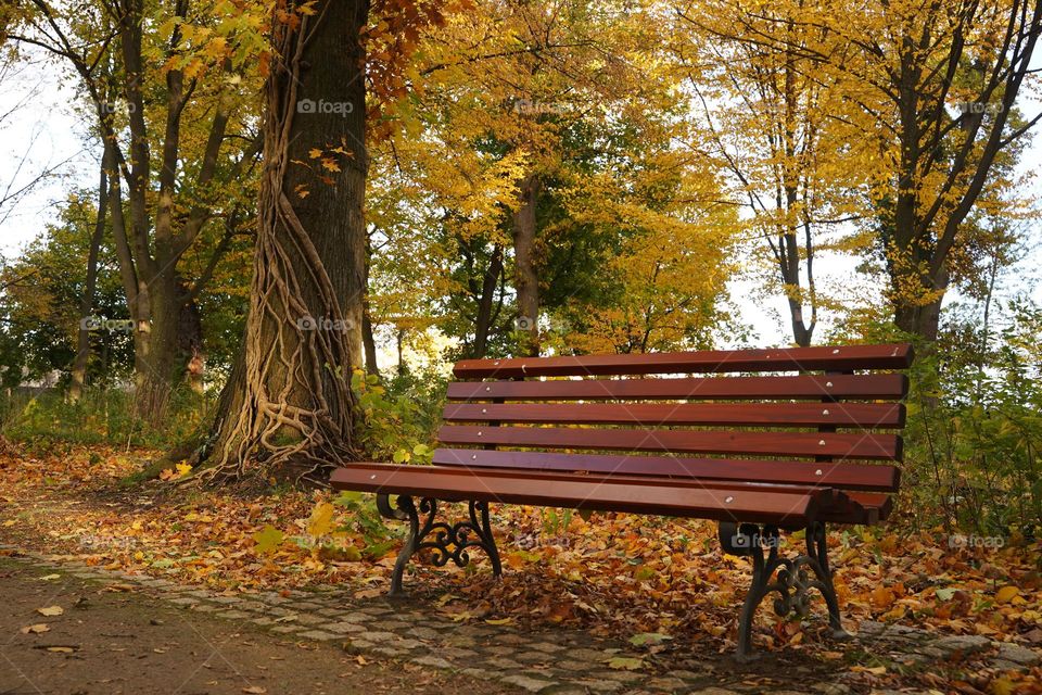 Lonely bench in autumn park