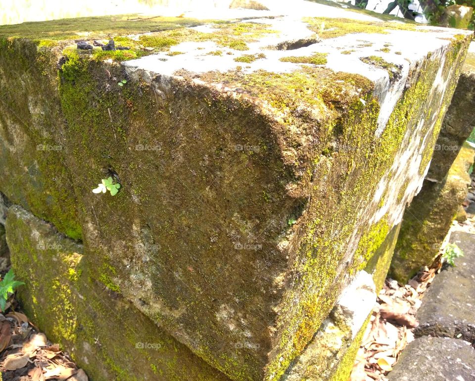 Mossy brick on the park