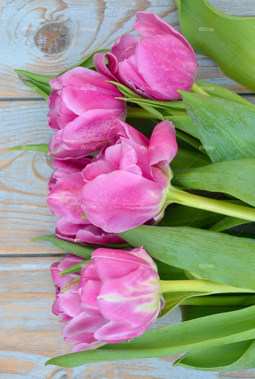 pink tulips on a old wooden background