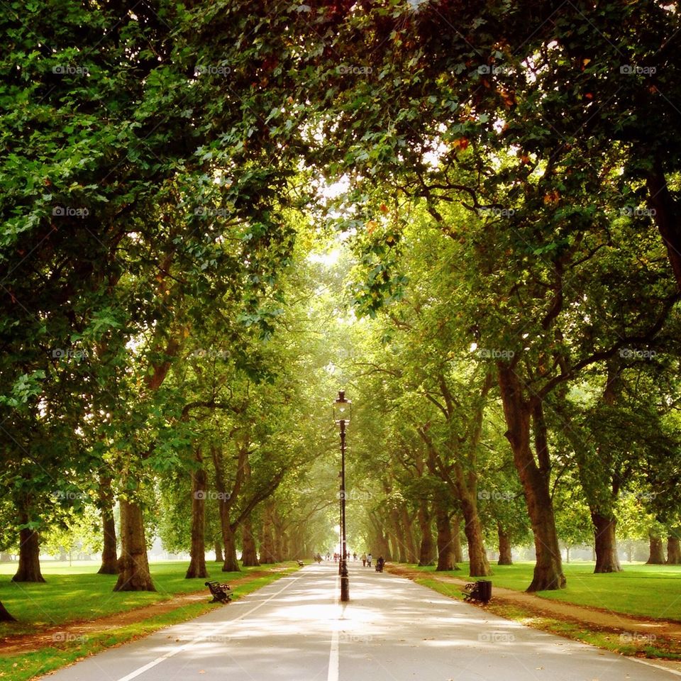 london united kingdom trees park by lateproject