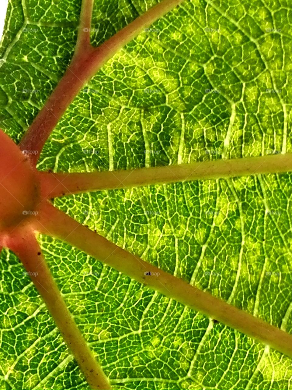 Vine leaf vein