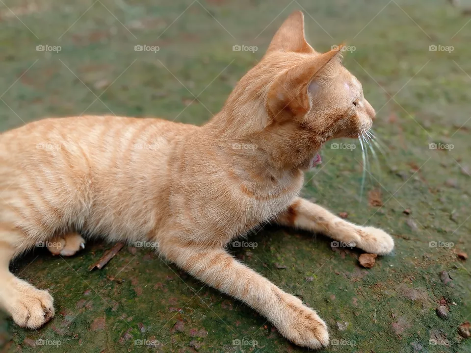 cat