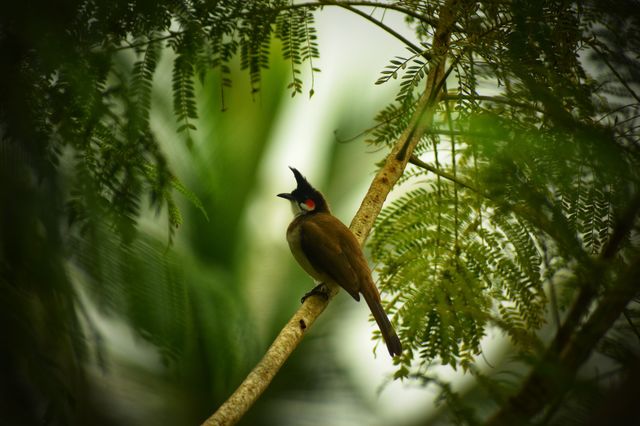 Red Whiskered Bulbul protecting it’s nest