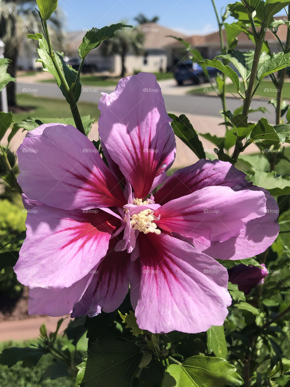 Rose of Sharon - fun in my yard watching spring blooms