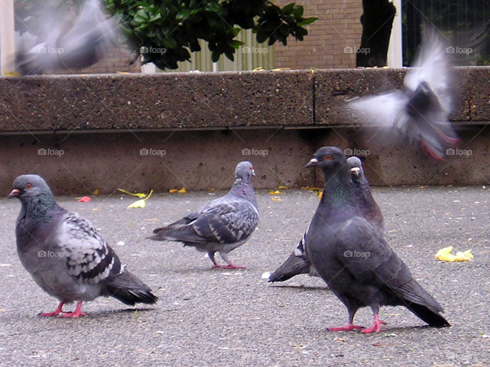 Piegons having a good time on the streets while life goes on.