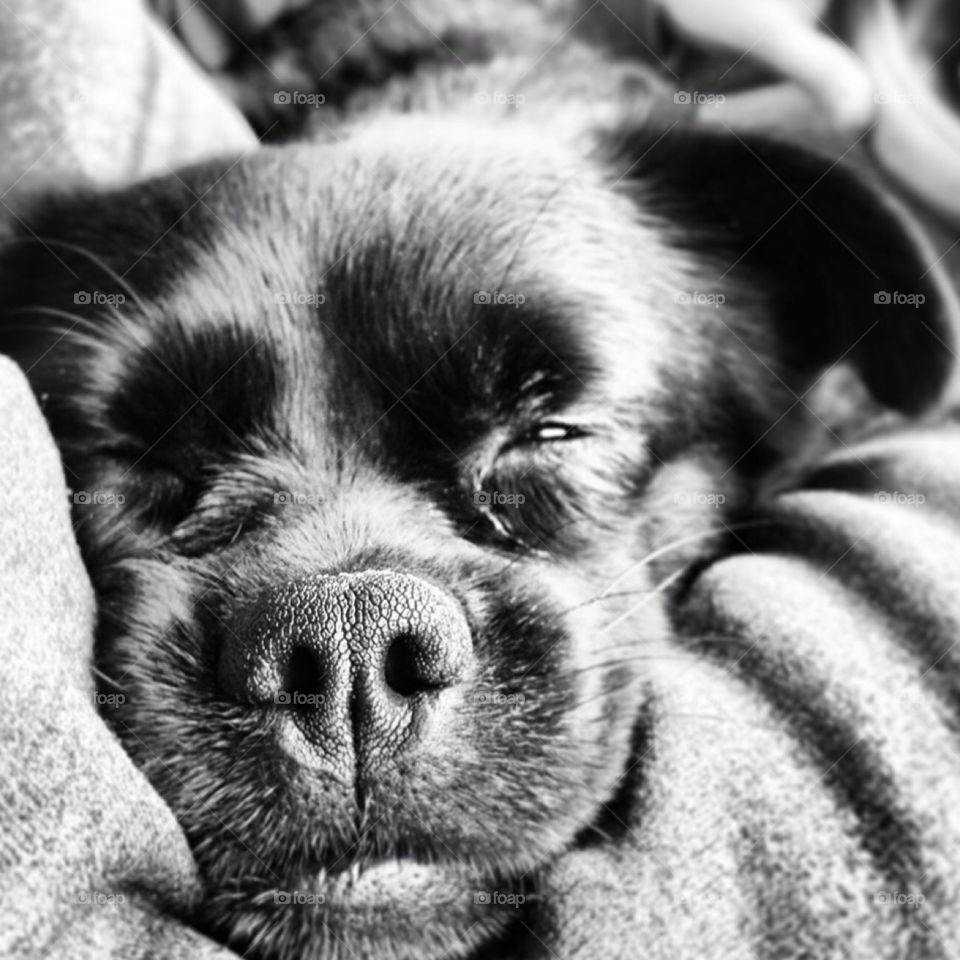 The Sleepy Dog. Small little black dog sleeping in his owners arms. 