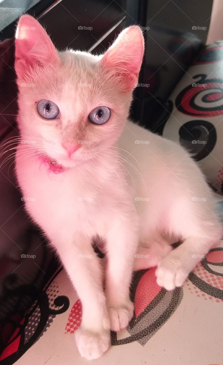 nada más hermoso que la inocencia  y la dulzura de tu mascota, te relajan y te transportan a lo desconocido