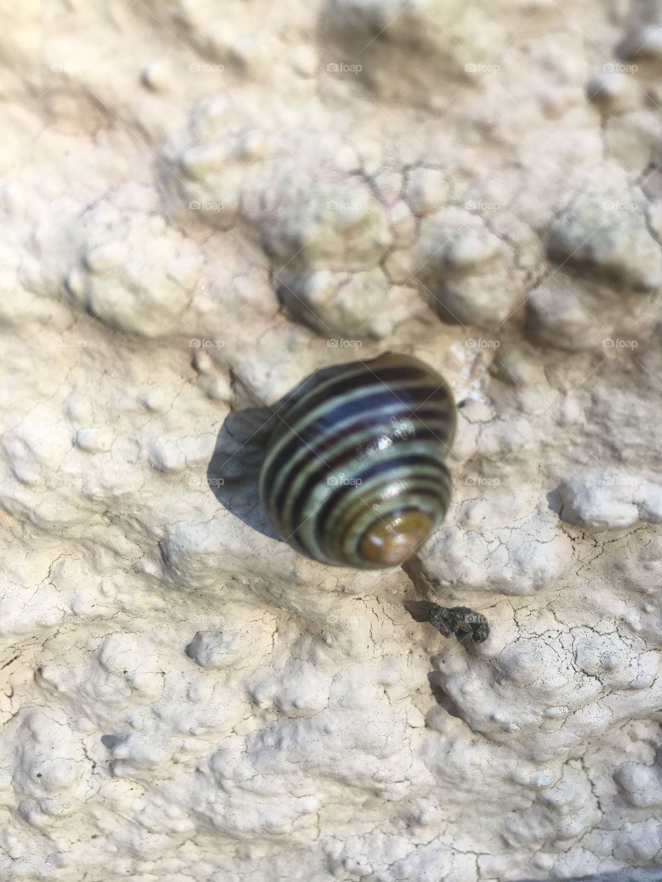 Snail with stripes on the wall