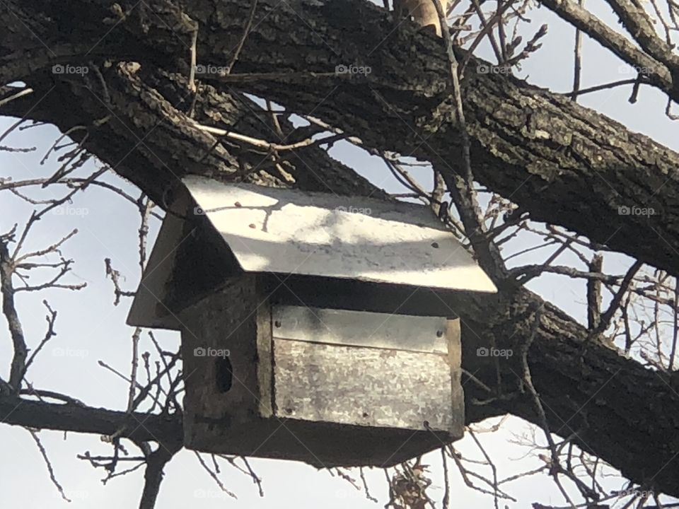 Bird home