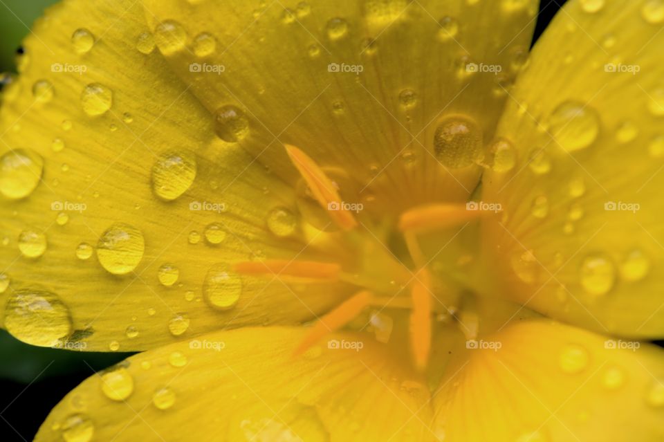 yellow flower in the rain