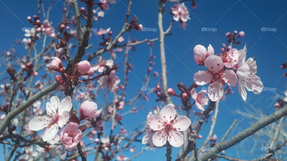 Spring Blossoms