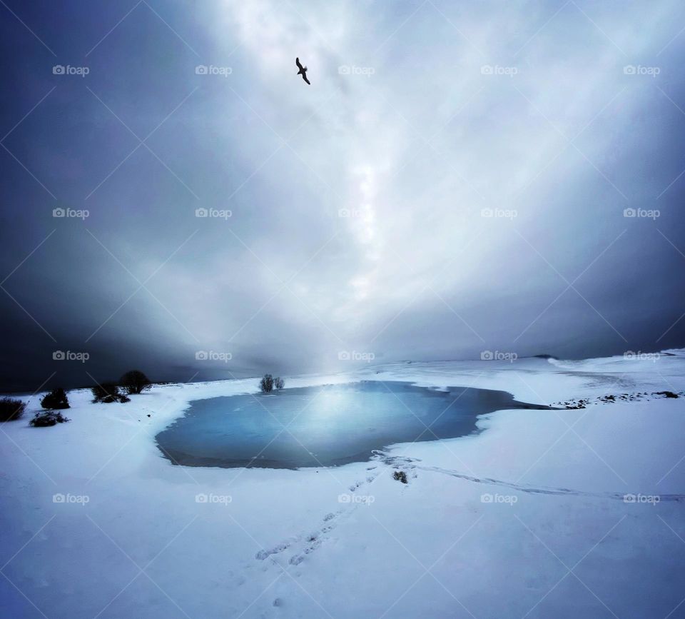 Bird flying over a winter landscape 