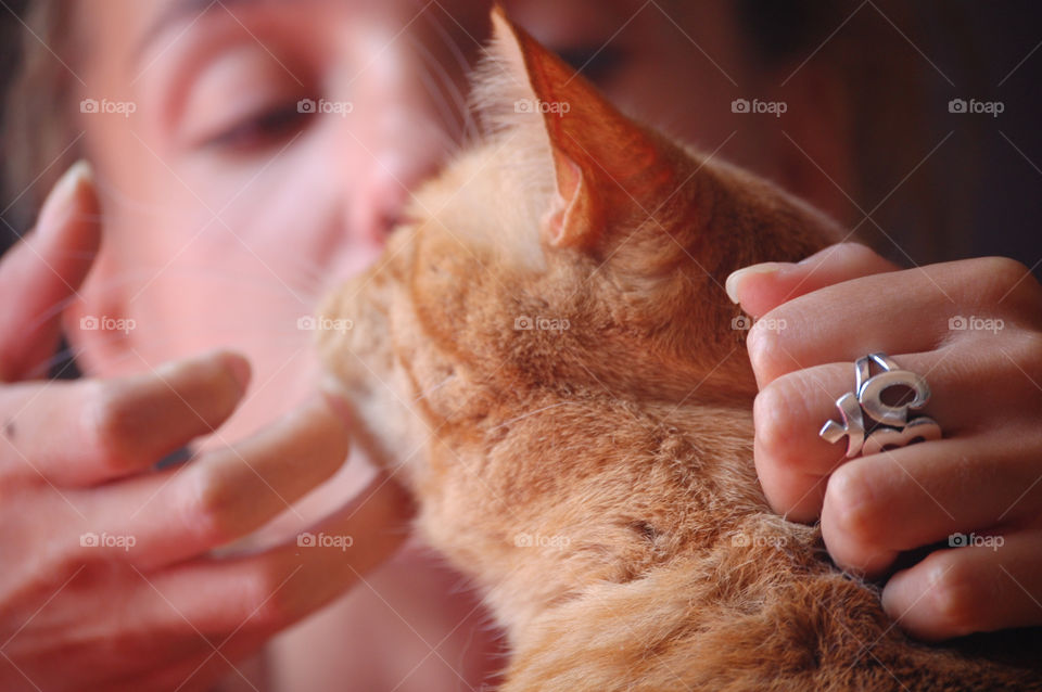 Close-up photo of a cat being petted by a girl on indoor