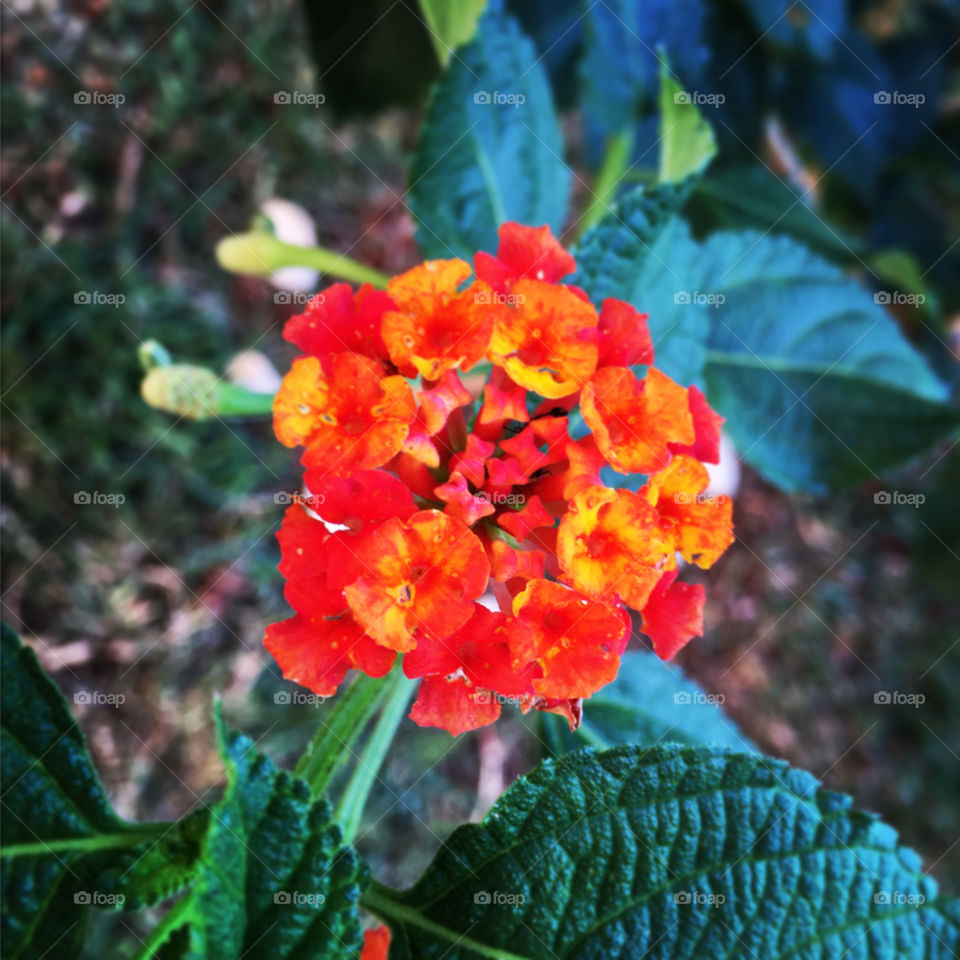 🌹 🇺🇸 Very beautiful flowers to brighten our day.  Live nature and its beauty. Did you like the delicate petals? / 🇧🇷 Flores muito bonitas para alegrar nosso dia. Viva a natureza e sua beleza. Gostaram das pétalas delicadas? 