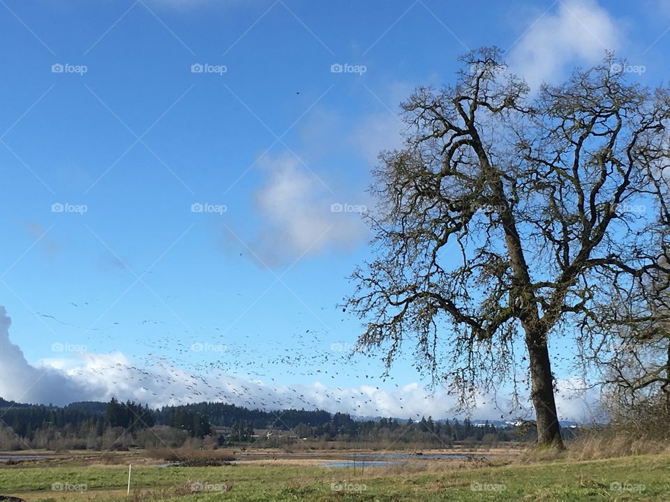 Beautiful landscape of the Tualatin River Valley in the Portland, Oregon metro area. Silhouetted bird fly by and an oak tree stands strong and tall in the distance. 