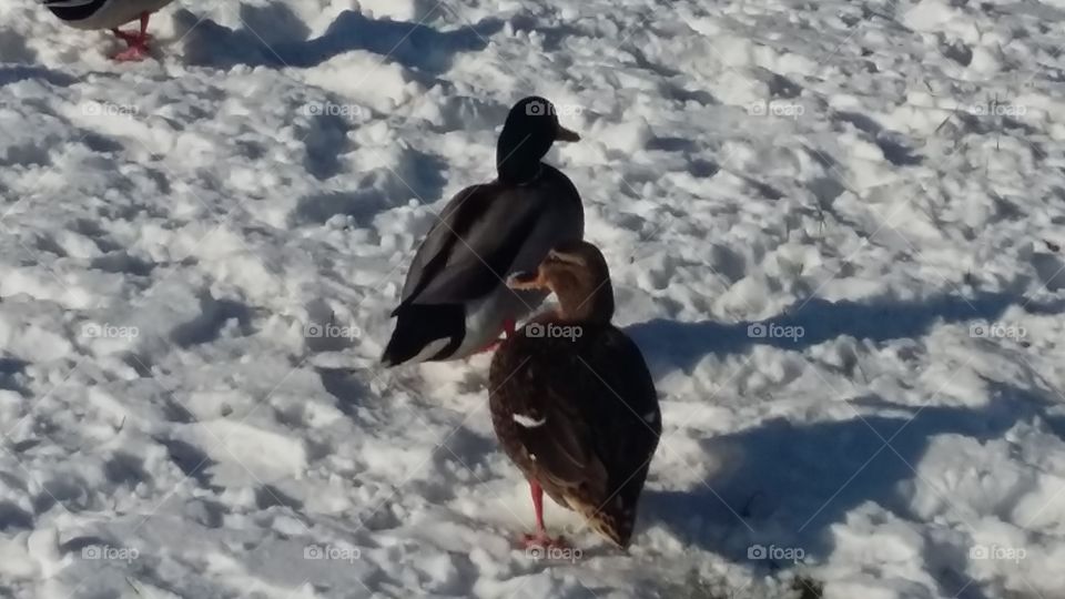 two ducks in the snow,  the netherlands