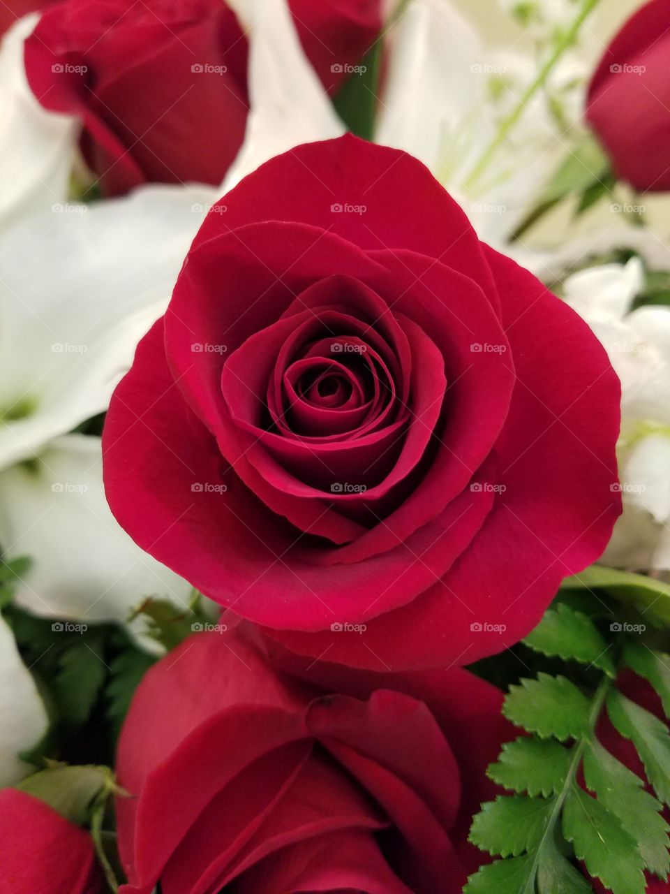 Rose, Flower, Love, Romance, Petal