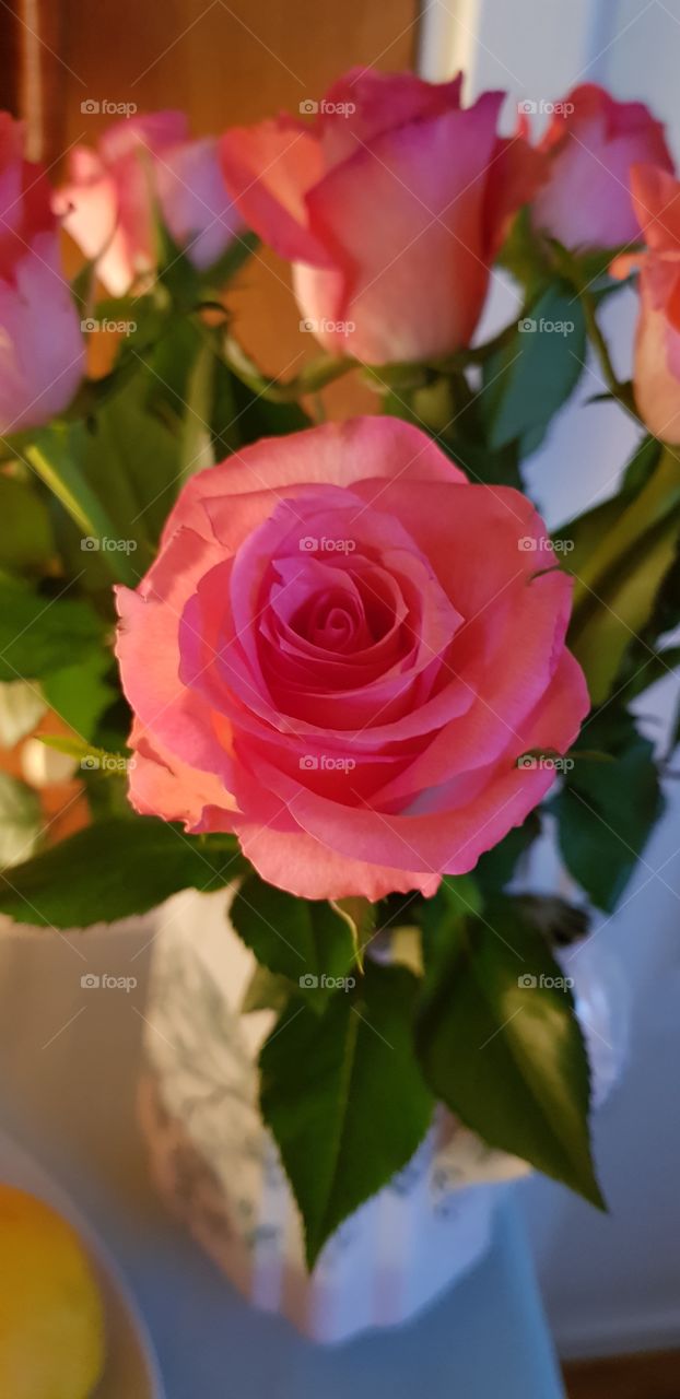 beautiful pink roses in a vase