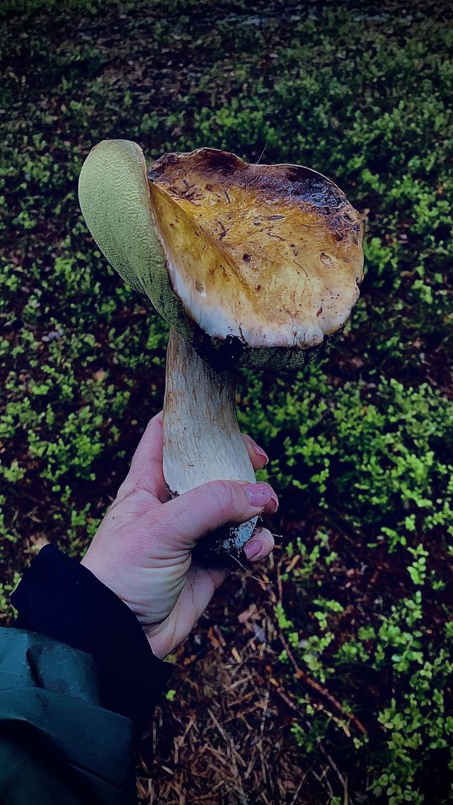 Mushroom picking 