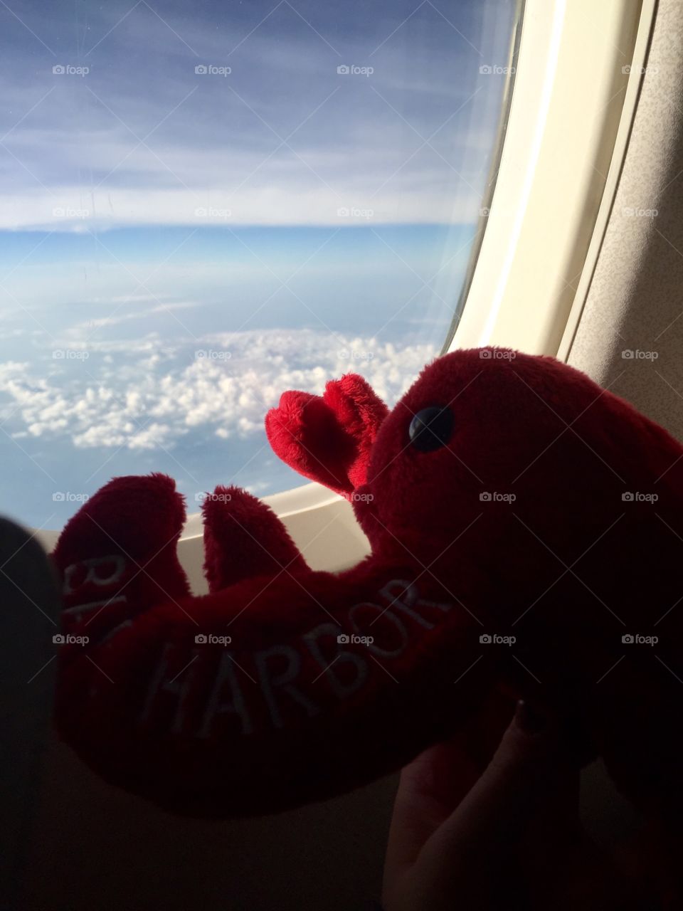 Lobster in a plane