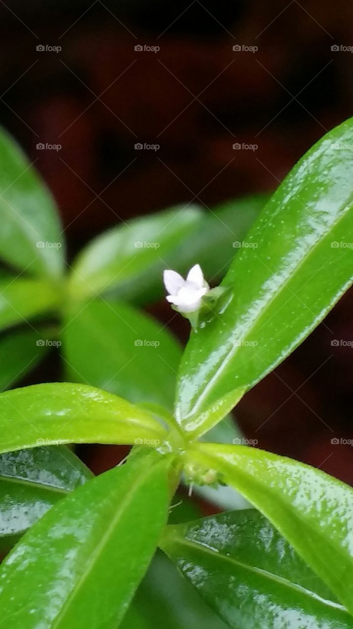 Mini Wild Flower