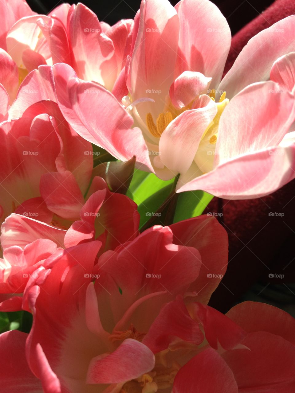 Pink bliss. Tulips in pink