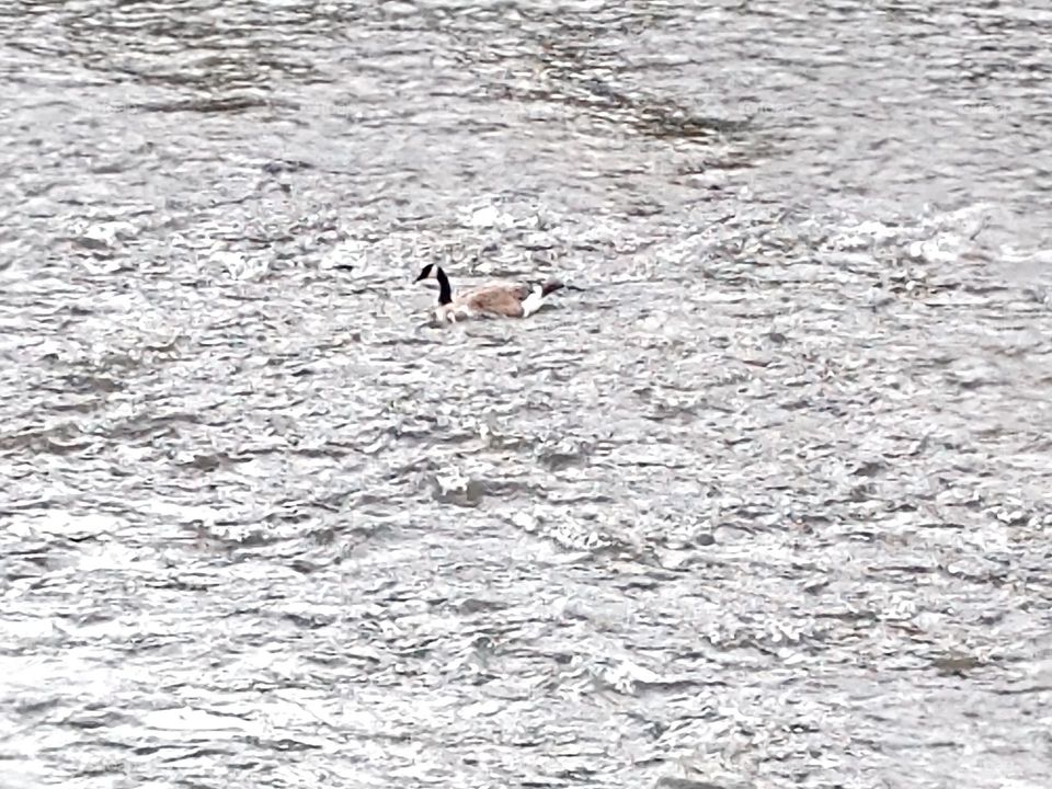 Canadian Goose in water