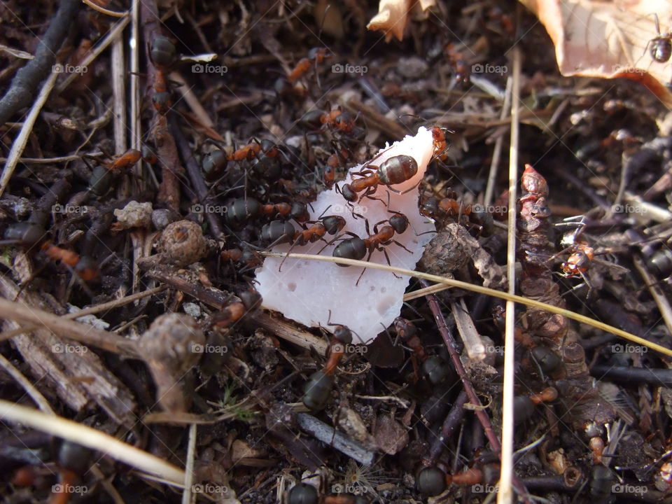 There is an ant hill close to my house. The weather has been nice so the ants have been very busy and active. I noticed that many ants makes an interesting sound.