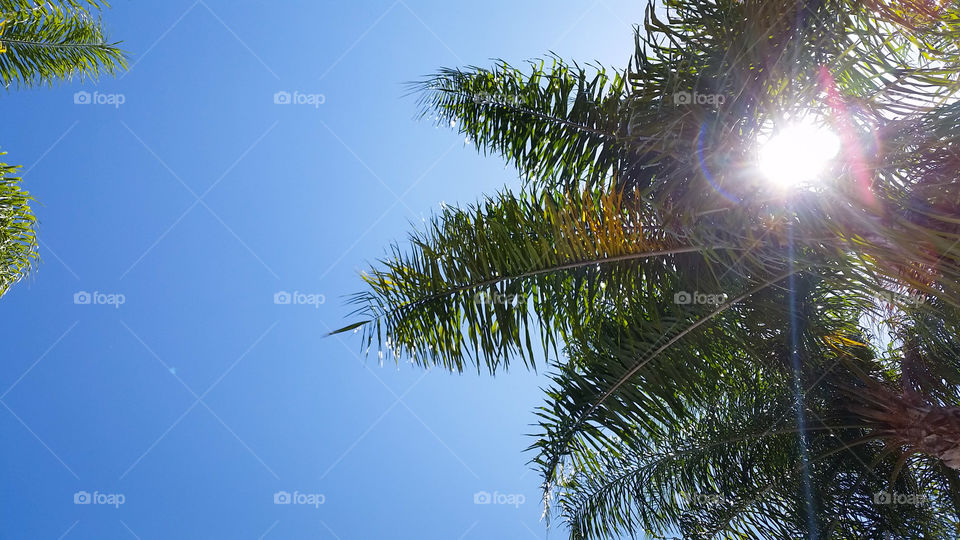 Tree, Nature, Sun, Tropical, Summer