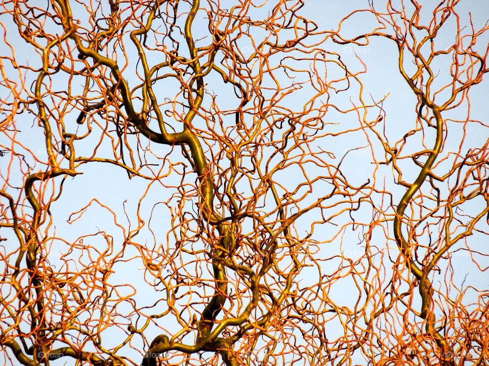 twisted branches