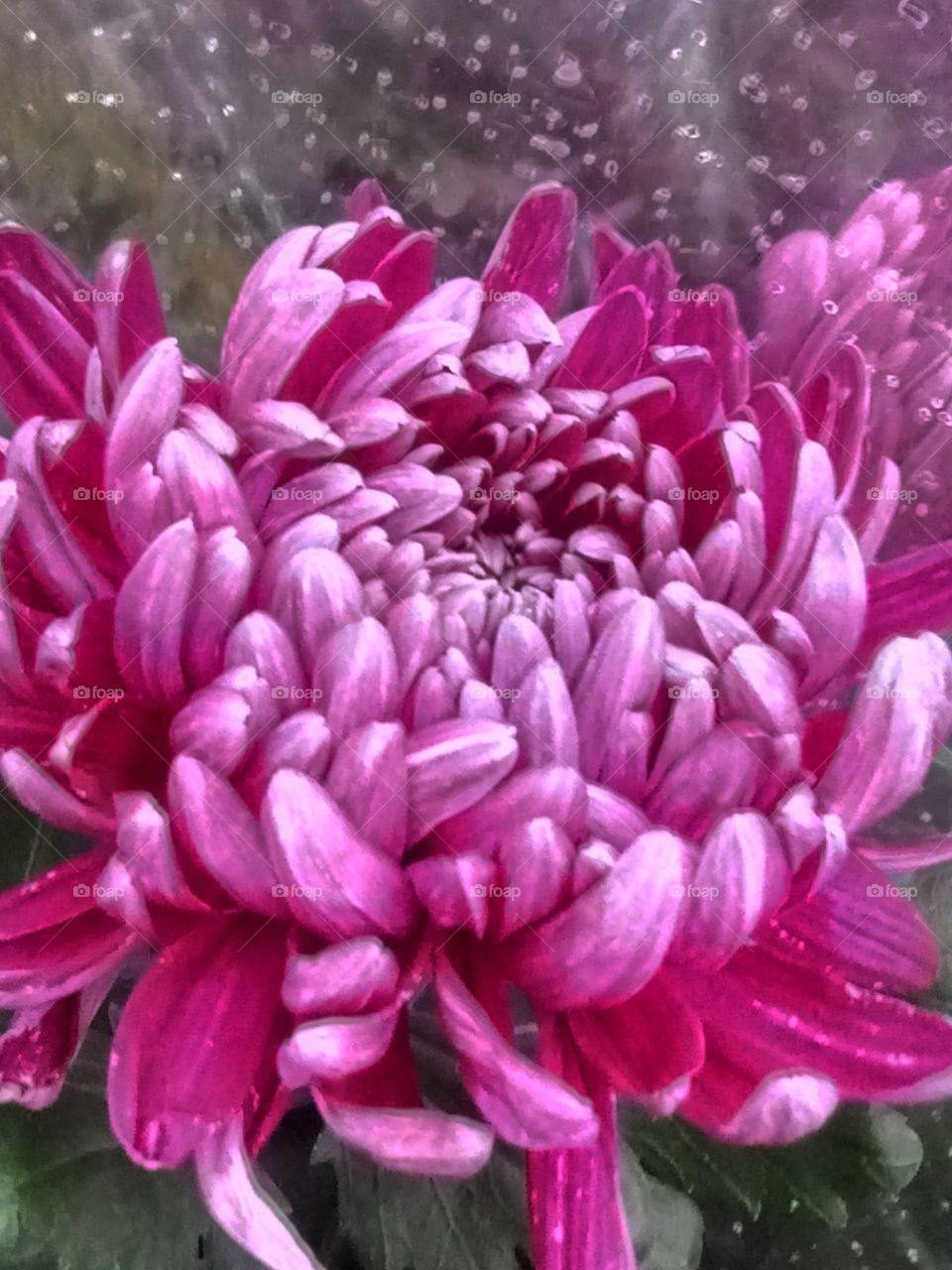 хризантемы